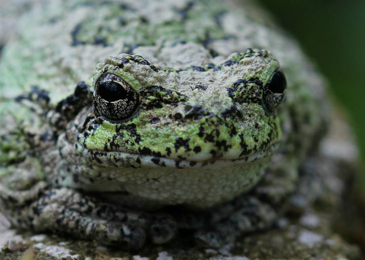 Grey Treefrog